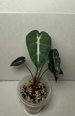 Alocasia bambino arrow (1), Huis en Inrichting, Kamerplanten, Ophalen of Verzenden, Halfschaduw, Minder dan 100 cm