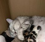 Lieve Britse Korthaar poes –sociaal& beschikbaar eind juli, Dieren en Toebehoren, Katten en Kittens | Raskatten | Korthaar, Poes
