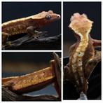 Wimpergekko man joker, Dieren en Toebehoren, Reptielen en Amfibieën, Hagedis