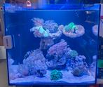Aquarent/ zeeaquarium/ blue marin/ koralen, Ophalen, Zo goed als nieuw, Gevuld zeewateraquarium