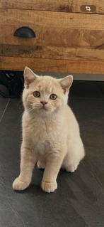 Brits korthaar katerje met stamboom, Dieren en Toebehoren, Katten en Kittens | Raskatten | Korthaar, Kater, Gechipt, 0 tot 2 jaar