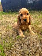 Bij ons geboren Engelse cocker pupjes te koop, Dieren en Toebehoren, België, CDV (hondenziekte), 8 tot 15 weken, Meerdere