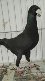 Te Koop Duitse Schoonheidspostduiven, Dieren en Toebehoren, Meerdere dieren, Overige soorten