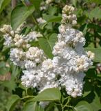 Seringen boom, Ophalen, Zomer, Volle zon, Overige soorten