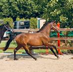 Merrie van  Exstreme US x Armani x painted black merrie, Dieren en Toebehoren, Paarden, Merrie, Gechipt, Dressuurpaard, 0 tot 2 jaar