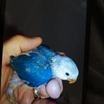 agarponisen om tam te maken je kunt reserveren ik kan ze tam, Meerdere dieren, Dwergpapegaai of Agapornis, Tam