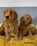 Labradoodle pups kleine medium, Dieren en Toebehoren, Honden | Retrievers, Spaniëls en Waterhonden, Nederland, Overige rassen