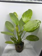 Echinodorus ozelot stekken, Dieren en Toebehoren, Vissen | Aquaria en Toebehoren, Ophalen of Verzenden, Zo goed als nieuw, Plant(en), Steen of Hout
