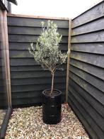 Olijfboom in olievat - totaal 185cm hoog, Tuin en Terras, Planten | Bomen, Bloeit niet, 100 tot 250 cm, Olijfboom, Ophalen
