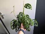 Monstera Adansonii Monkey Mask, Huis en Inrichting, Kamerplanten, Ophalen of Verzenden, Overige soorten, Minder dan 100 cm