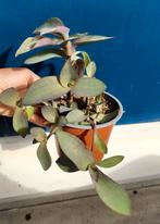 Tradescantia Blue Sue - Plantje, Ophalen, Overige soorten, Halfschaduw, In pot