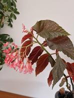 Begonia stekjes - Mooie kamerplant!, Huis en Inrichting, Kamerplanten, Overige soorten, In pot, Minder dan 100 cm, Bloeiende kamerplant