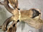 Afrikaanse kudu / koedoe opgezet dier, Ophalen of Verzenden, Zo goed als nieuw, Hert, Opgezet dier