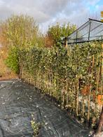 Hedera Hibernica, Tuin en Terras, Planten | Bomen, Overige soorten, Ophalen of Verzenden