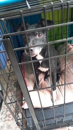 Gezocht goed tehuis voor sonja, 6 jaar of ouder, Overige rassen, Teef, Eén hond