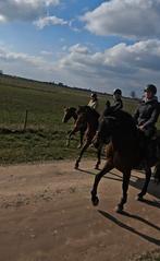 Bijrijdpaarden, verzorging, training, Hulp gezocht, Diensten en Vakmensen, Dieren | Paarden | Verzorging, Oppas en Les, Ruiter of Bijrijder
