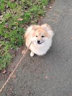 Pomerian mix, Dieren en Toebehoren, Particulier, 15 weken tot 1 jaar, Reu, Buitenland