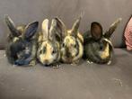 baby konijntjes te koop, Dieren en Toebehoren, Konijnen, Meerdere dieren, Klein, 0 tot 2 jaar
