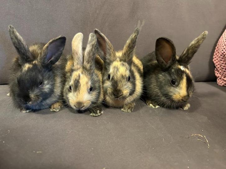 baby konijntjes te koop, Dieren en Toebehoren, Konijnen, Klein, Mannelijk, 0 tot 2 jaar