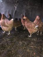 Soepkippen te koop, Dieren en Toebehoren, Pluimvee, Vrouwelijk, Kip