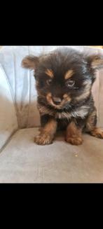 pomeriaan x Yorkshire terriër, Dieren en Toebehoren, Honden | Chihuahua's en Gezelschapshonden, CDV (hondenziekte), 8 tot 15 weken