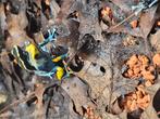 Dendrobates tinctorius grijspoot en tumucumaque dames, Dieren en Toebehoren, Reptielen en Amfibieën, 0 tot 2 jaar