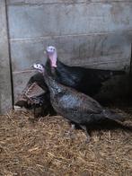 Trio Kalkoenen onverwant, Dieren en Toebehoren, Pluimvee, Meerdere dieren, Kalkoen