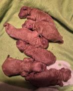 Mooie Rode/Abrico Dwerg Poedel pups, Poedel, 8 tot 15 weken, CDV (hondenziekte), Meerdere