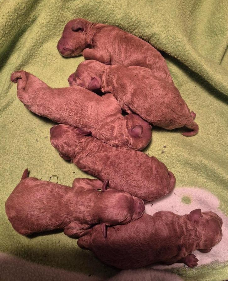 Mooie Rode/Abrico Dwerg Poedel pups, Dieren en Toebehoren, Honden | Chihuahua's en Gezelschapshonden, Meerdere dieren, Poedel