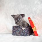 💘 Bijzonder Blue teefje en reutje mogen nestje verlaten 💘, Dieren en Toebehoren, Honden | Chihuahua's en Gezelschapshonden, Rabiës (hondsdolheid)