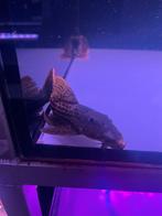 L273 Red Titanic Pleco, Vis