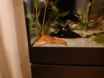 Mooie oranje Cherax kreeft te koop! beschikbaar voor biedingen