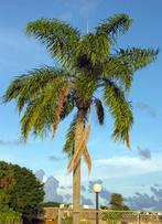 5 x Syagrus romanzoffiana palm boom zaden, Tuin en Terras, Ophalen, Gehele jaar, Zaad