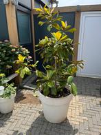2 x Groenblijvende Magnolia grandiflora in pot, Tuin en Terras, Planten | Bomen, Halfschaduw, Overige soorten, Zomer, Ophalen