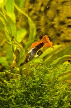 Mannelijke guppys rood, Dieren en Toebehoren, Vis