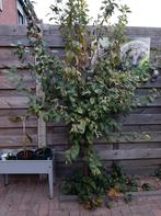 Prunus Boom - Sierboom voor de Tuin, Tuin en Terras, Overige soorten, Lente, 100 tot 250 cm, Ophalen