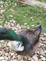 kuifeend (m), Mannelijk, Eend