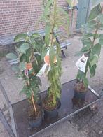 Zuiltfruitbomen Mix, Minder dan 100 cm, Lente, Overige soorten, Volle zon
