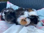 Jonge lunkarya cavia’s beertjes en zeugjes, Dieren en Toebehoren, Knaagdieren, Meerdere dieren, Cavia, Na 1 juli 2024, Tam