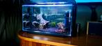 Mini Aquarium, Vis