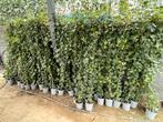 Klimop (Hedera Helix). Lengte 200-225 cm in pot., Ophalen, Overige soorten, 100 tot 250 cm