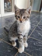 Leuke Boerderijkittens, tijgertjes en tuxedo zwart-wit, Dieren en Toebehoren, Katten en Kittens | Overige Katten, Meerdere dieren