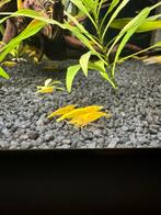 Yellow fire garnalen, Dieren en Toebehoren, Vissen | Aquariumvissen, Kreeft, Krab of Garnaal