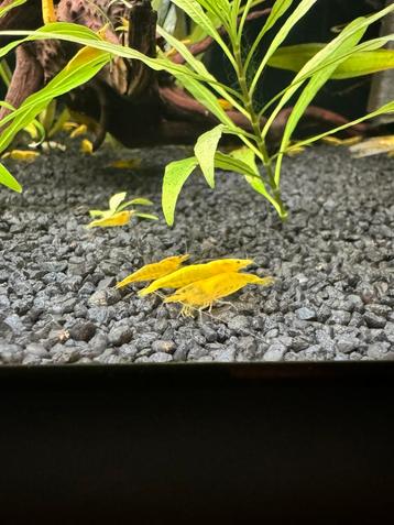 Yellow fire garnalen  beschikbaar voor biedingen
