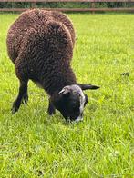 Bonte ooi  lammetje, Dieren en Toebehoren, Schapen, Geiten en Varkens