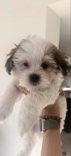 Maltezer x Boomer Reutje, Dieren en Toebehoren, Honden | Niet-rashonden, Rabiës (hondsdolheid), Reu, 8 tot 15 weken, Eén hond