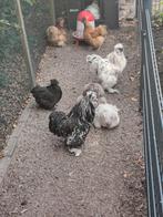Kuikens van de zijdehoenders kriel  zie omschrijving, Dieren en Toebehoren, Pluimvee, Meerdere dieren, Kip