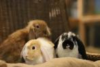 Hangoor dwergkonijn man | Gecastreerde rammen | Ingeënt!, Dieren en Toebehoren, Konijnen, Mannelijk, Dwerg, Hangoor, 0 tot 2 jaar