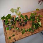 Stekjes 2+1 gratis • o.a. Philondendron, Alocasia, Syngonium, Huis en Inrichting, Kamerplanten, Overige soorten, Minder dan 100 cm