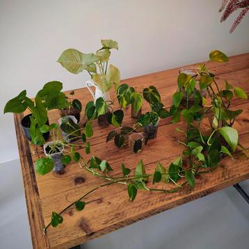 Stekjes 2+1 gratis • o.a. Philondendron, Alocasia, Syngonium beschikbaar voor biedingen